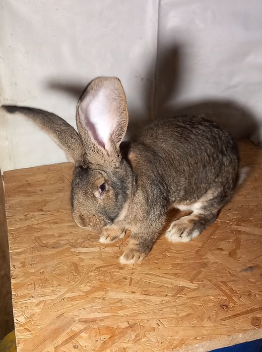 Olbrzym belgijski szary