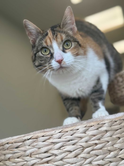 Beni - delikatna kotka szuka spokojnego domu!