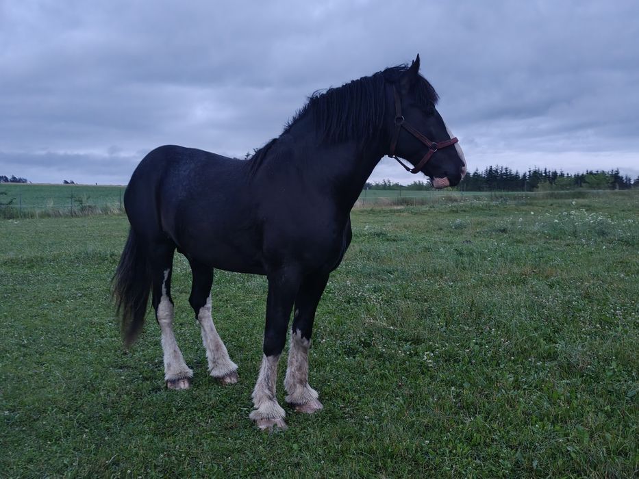 Przepięky ogier shire 190cm licencja shs