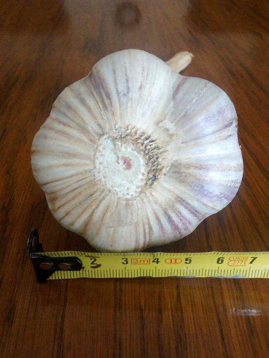 Sprzedam Czosnek Harnaś, Warkocze.