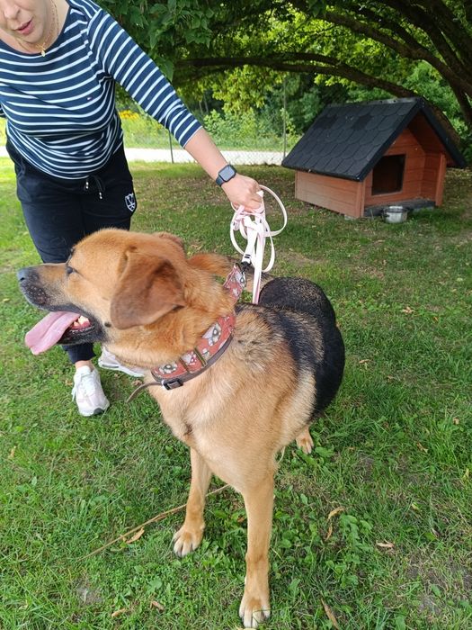 Luk2 do pilnej adopcji!