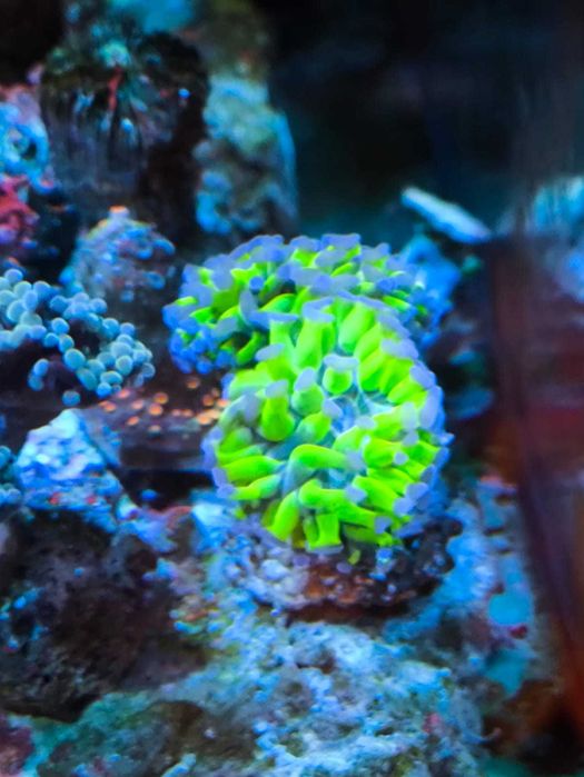 akwarium morskie euphyllia szczepki