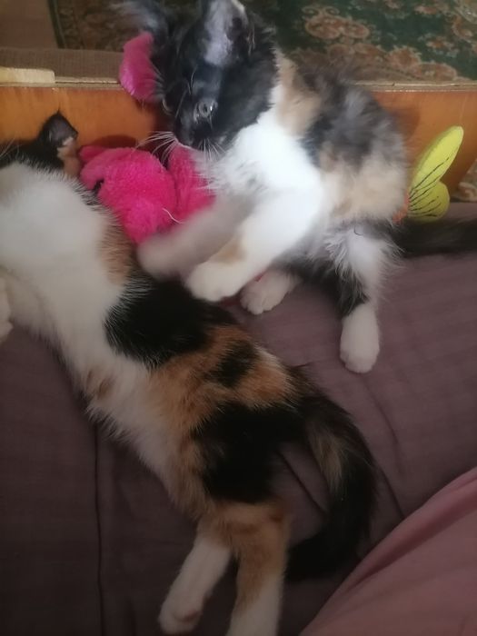 Отдам котят в добрые руки