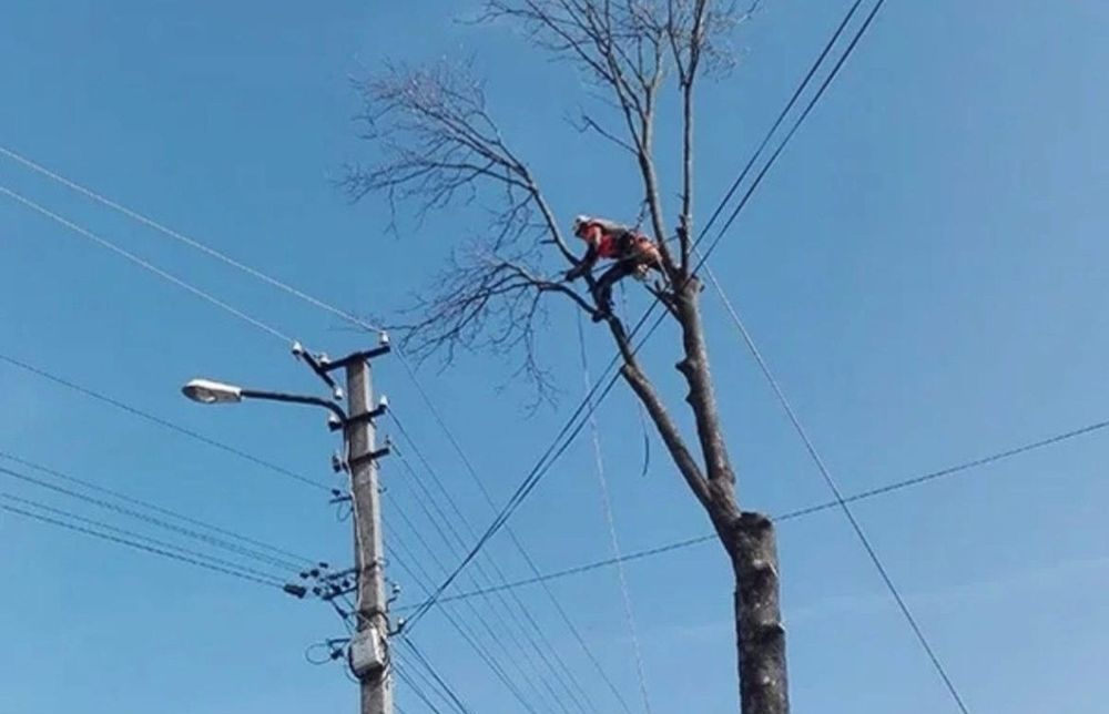 Зрізання аварійних дерев, розчистка ділянок