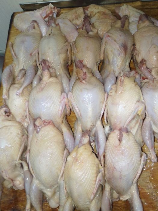 Продаю домашніх бройлерів та перепілок