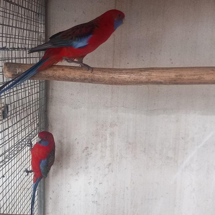 Roselas / Mustaches / Senegais