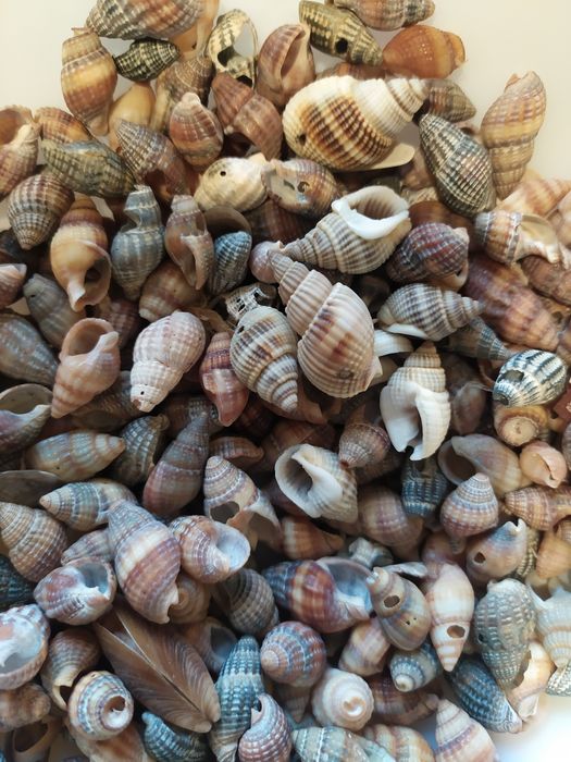 Ракушки морські для акваріума, декора.
