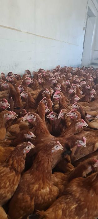 Kury Nioski Messa Leghorn Rossa prosto z hodowli ! Dowóz ! ZAPRASZAM !