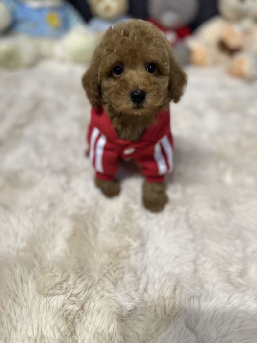 Хлопчик той пудель