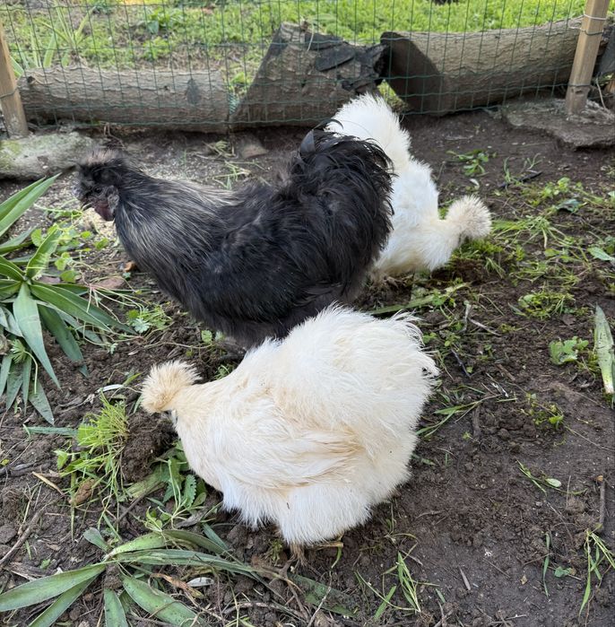 Tenho ovos galados e pintos de raça