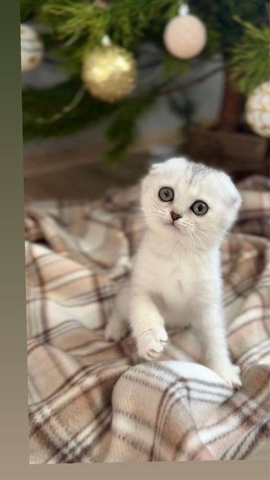 Срібна шиншилка породиста шотландка киця дівчинка вис