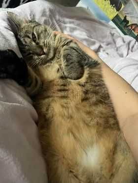 Krepinka, uroczy koci leniuszek szuka super domku