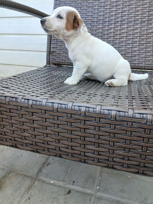 JACK RUSSEL terrier