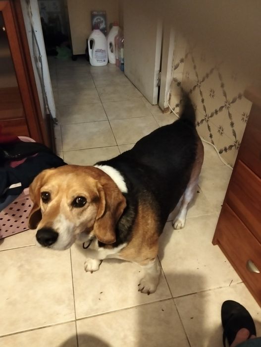 Cão com seis anos para adopção