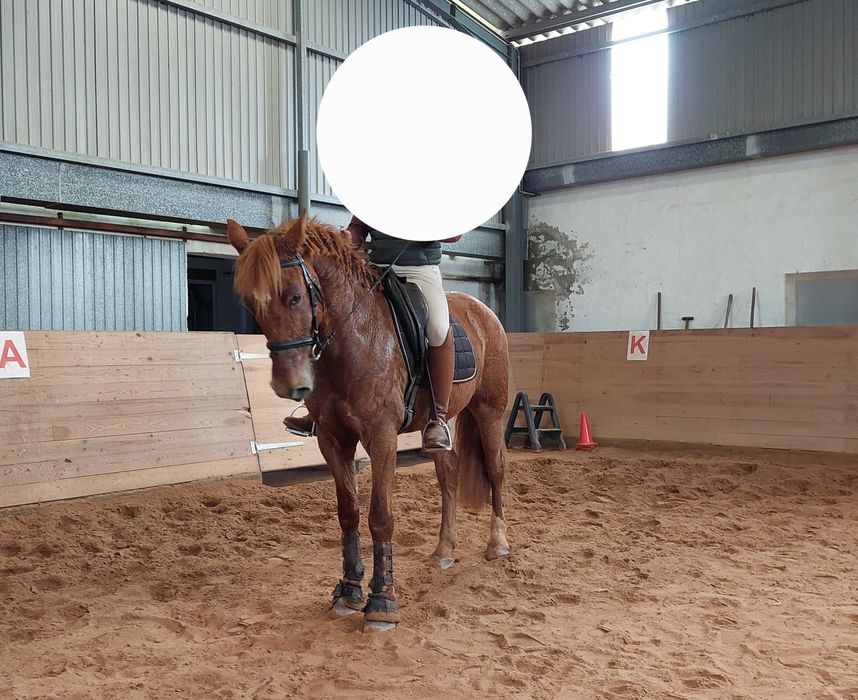 Para venda cavalo cruzado