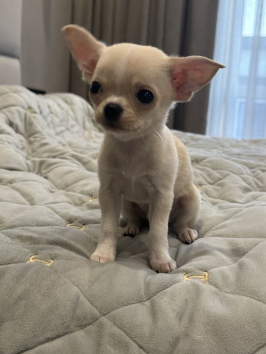 Цуценя хлопчик чихуахуа