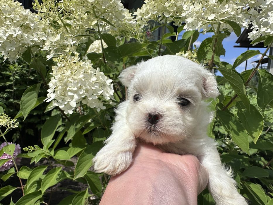 Відкрито бронювання на хлопчика мальтезе Mini Baby Face!