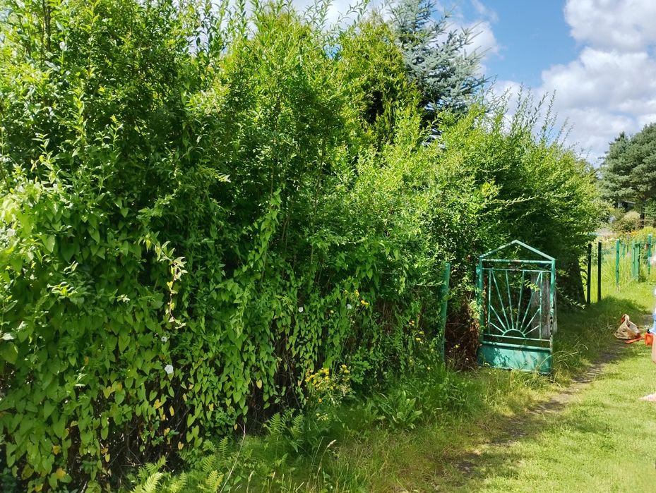 Czyszczenie uporządkowanie działek ogrodów