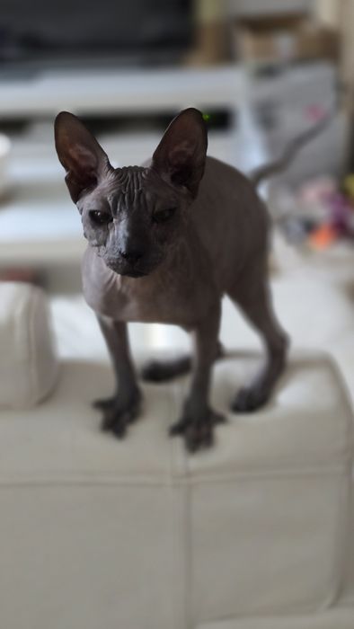 WCF DON Sphynx kotek