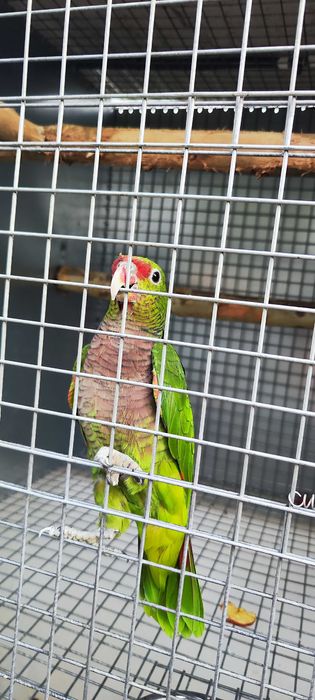 Amazonas vinacea macho