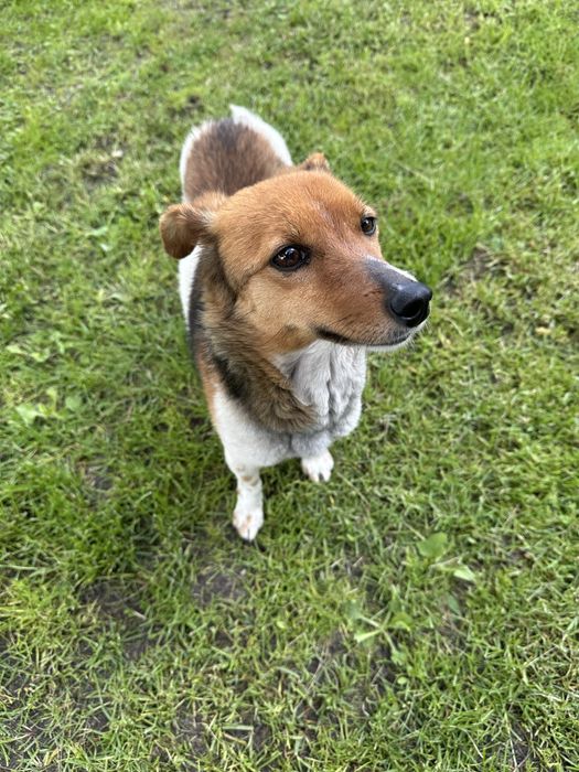 Віддам у добрі руки собаку