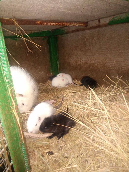 Продам кролів довгохвостих