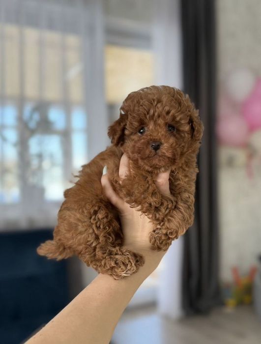 Хлопчики той пуделята