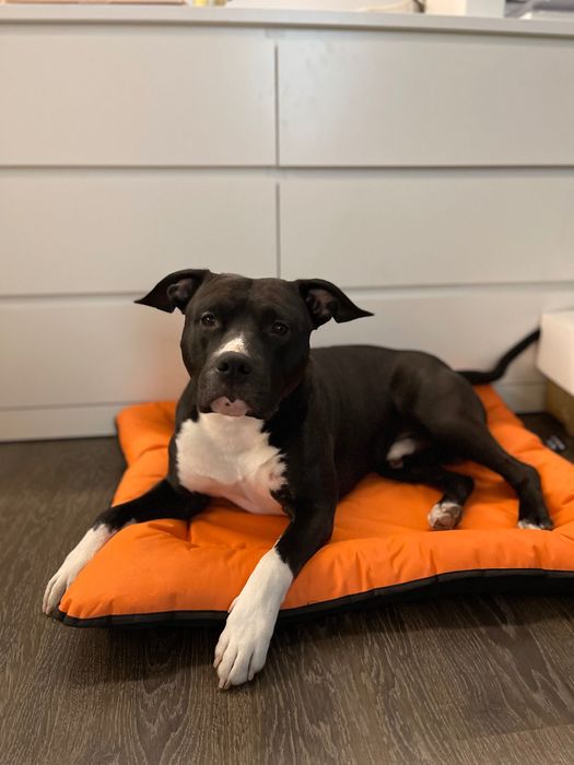 Вʼязка амстафф. Кобель шукає дівчинку