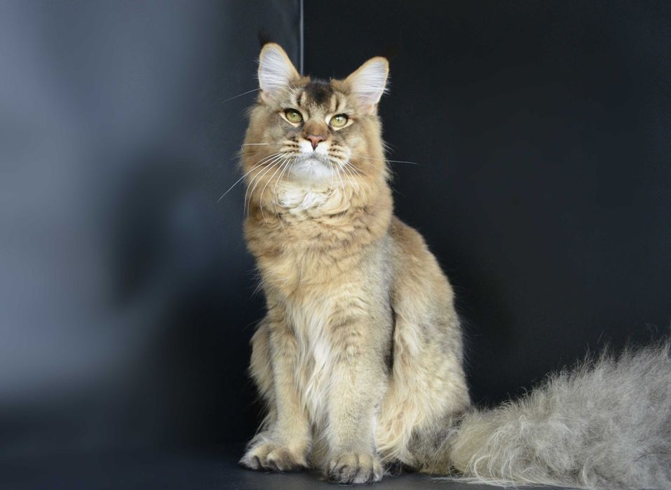 Мальчик Romeo .Мейн кун.