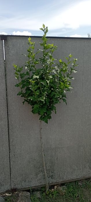 Гібіскус на штамбі.