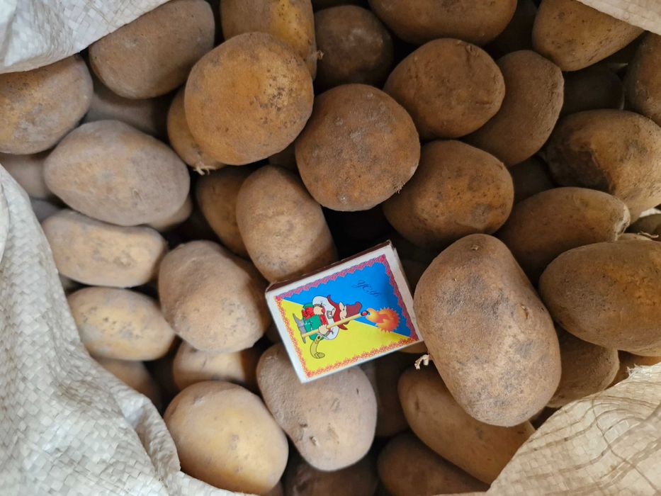 Картопля посівна підвезу