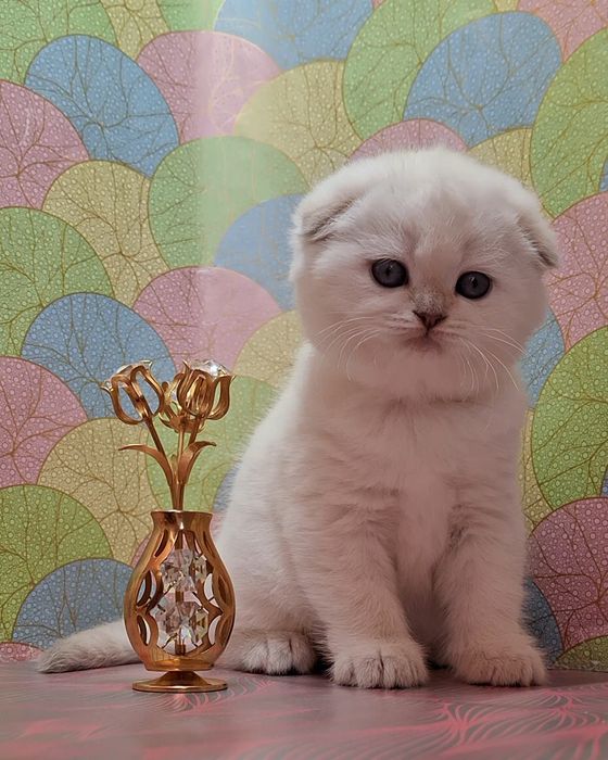 Голубоглазые котики из Одессы