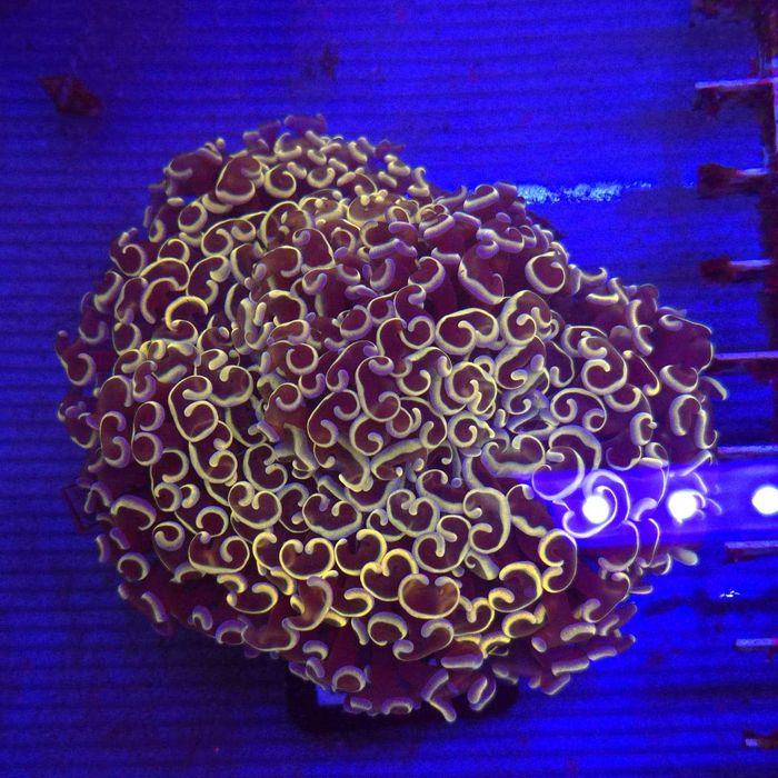 Euphyllia Ancora Gold WYSIWYG #40 - LPS - koralowce Kingdom of Corals