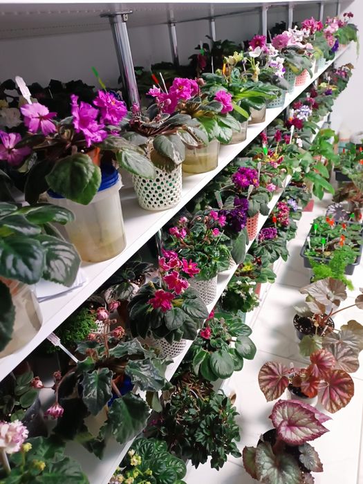 Продам дітки та квітучі фіалки різних сортів