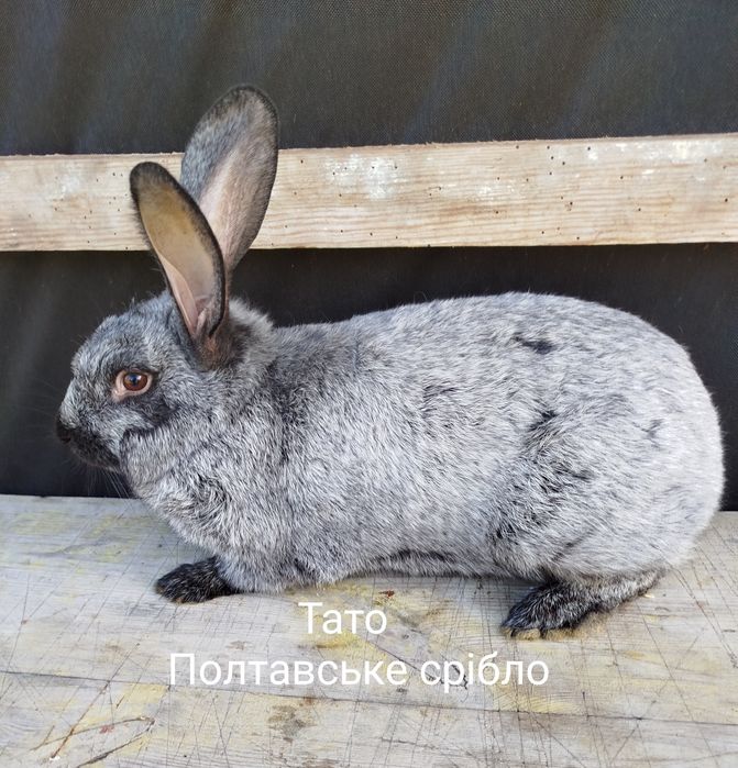 Продам   Кролики
