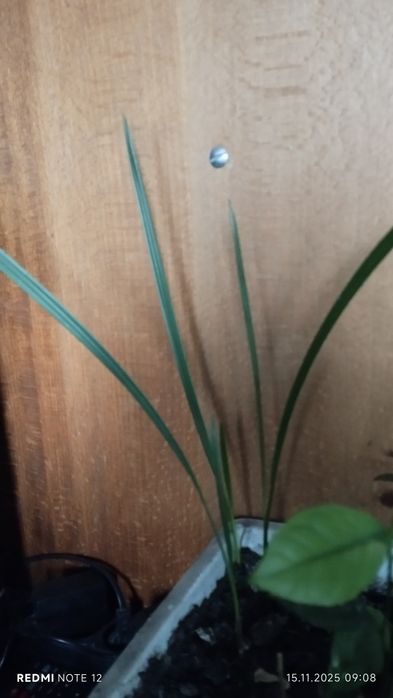 Фінікова пальма та лимони