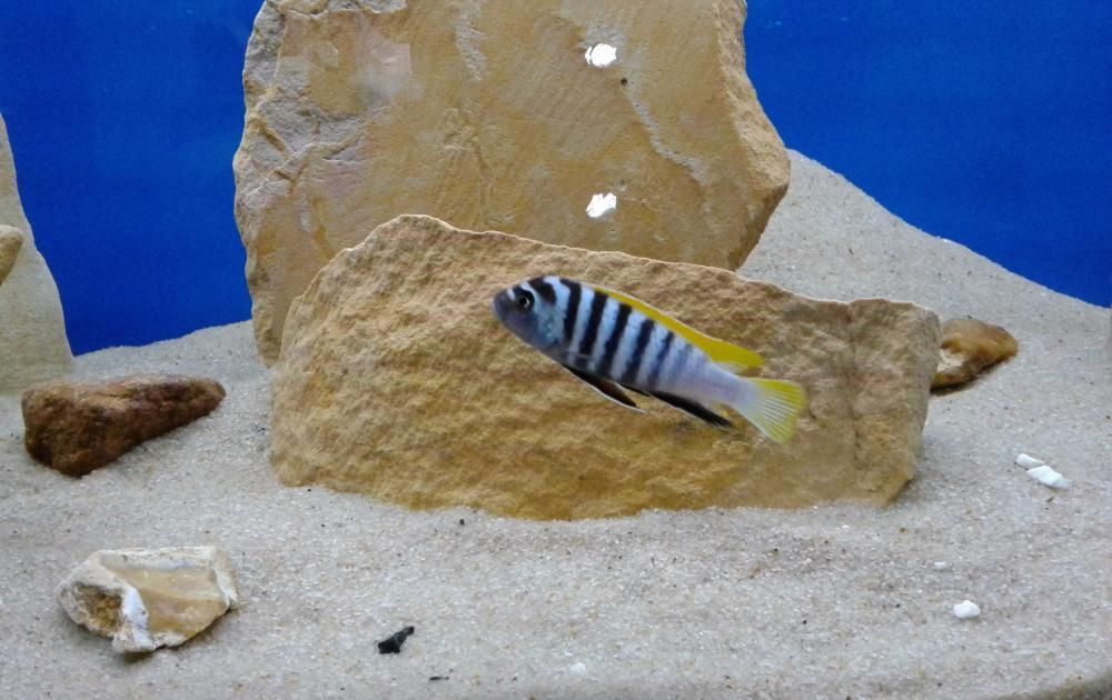 Cynotilapia afra jalo reef . Pyszczaki z Malawi