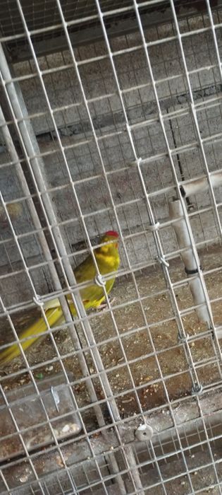 Vendo um casal de red rump e 2 machos e 1 fêmea de kakarakis
