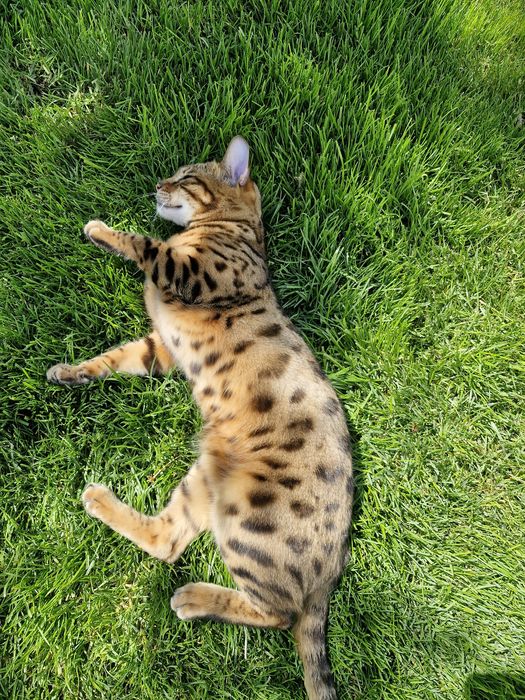 Zagineła kotka Bengal ZOJA