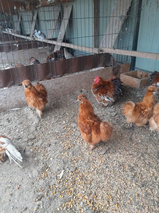 Silki koguty czerwone