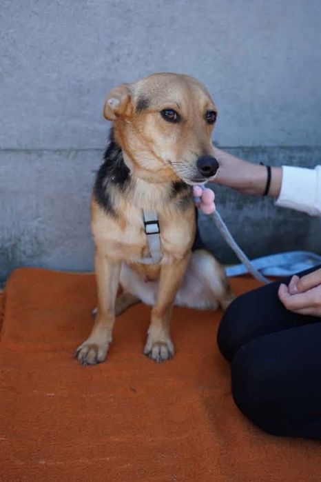 Dom dla psa do adopcji