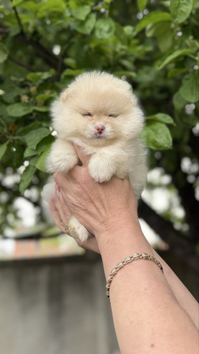 Дівчинка ведмедик шпиць