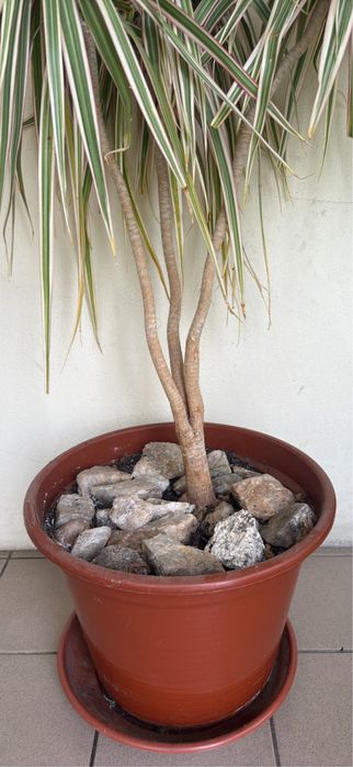 Vendo planta  Dracaena Marginata Grande com Vaso e Pedra - Dragoeiro-de-Madagaskar)