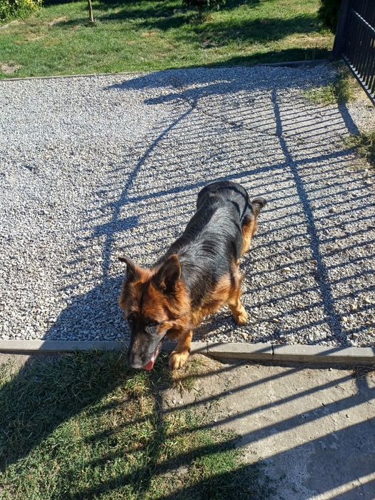 Owczarek niemiecki Oddam za darmo
