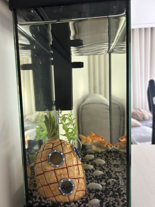 Aquário com 2 peixes