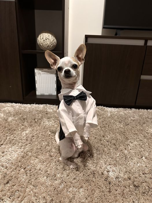 Вязка Чихуахуа Кобби