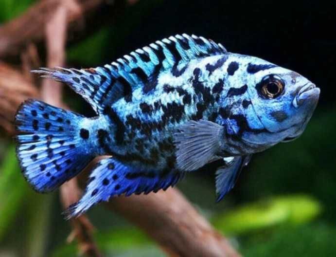 Rocio octofasciata Pielęgnica Electric Blue Jack Dempsey