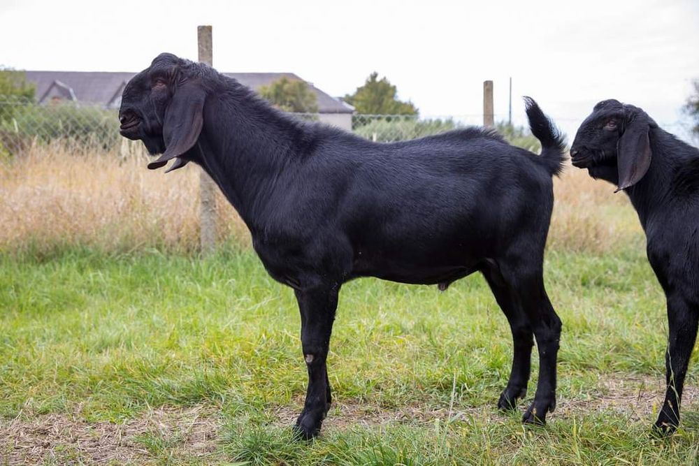 Англо-нубійскі кози