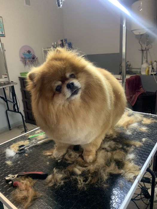 Стрижка собак і котів