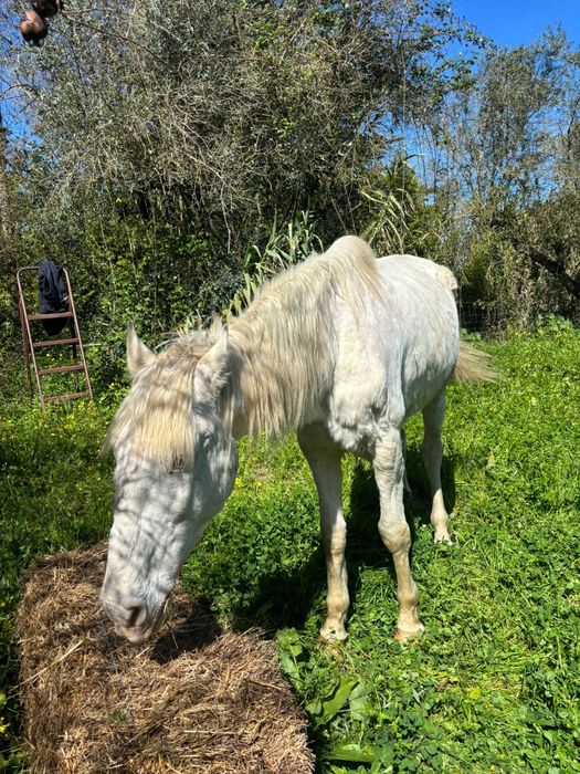Cavalo capado isabel